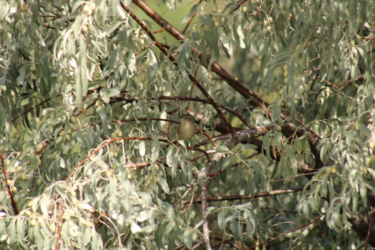 Northern House Wren - ML641868706