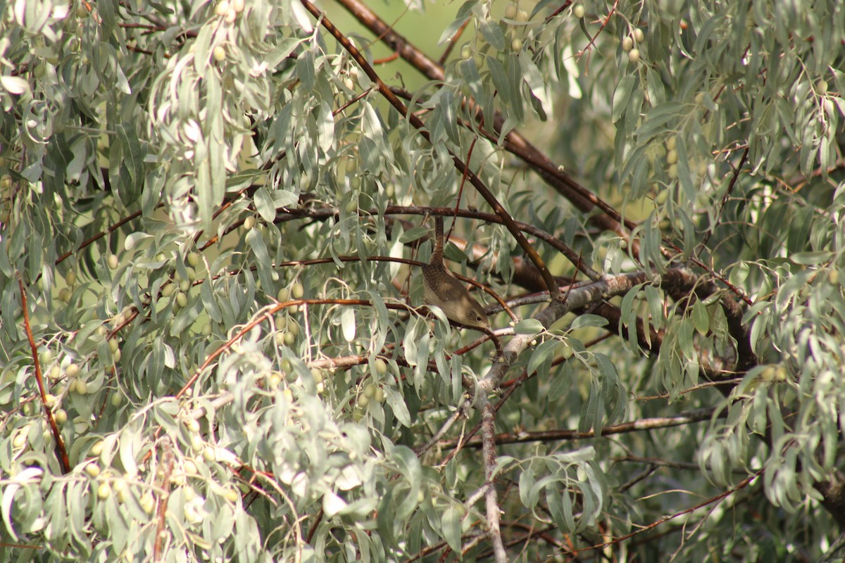Northern House Wren - ML641868707