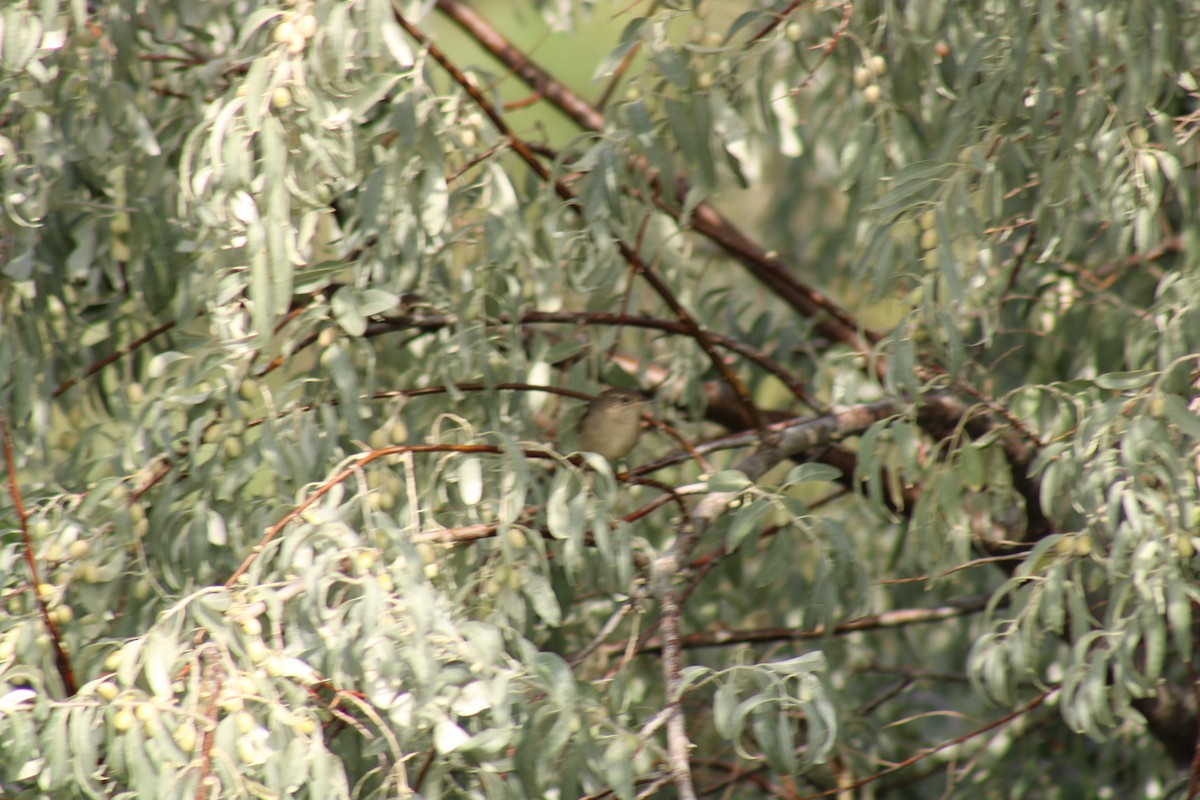 Northern House Wren - ML641868708