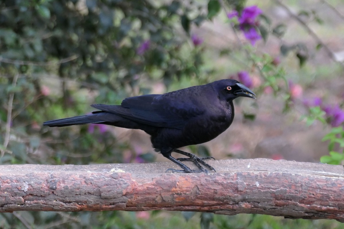 Giant Cowbird - ML641868711