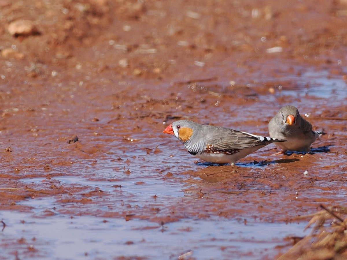 Zebra Finch - ML641868718