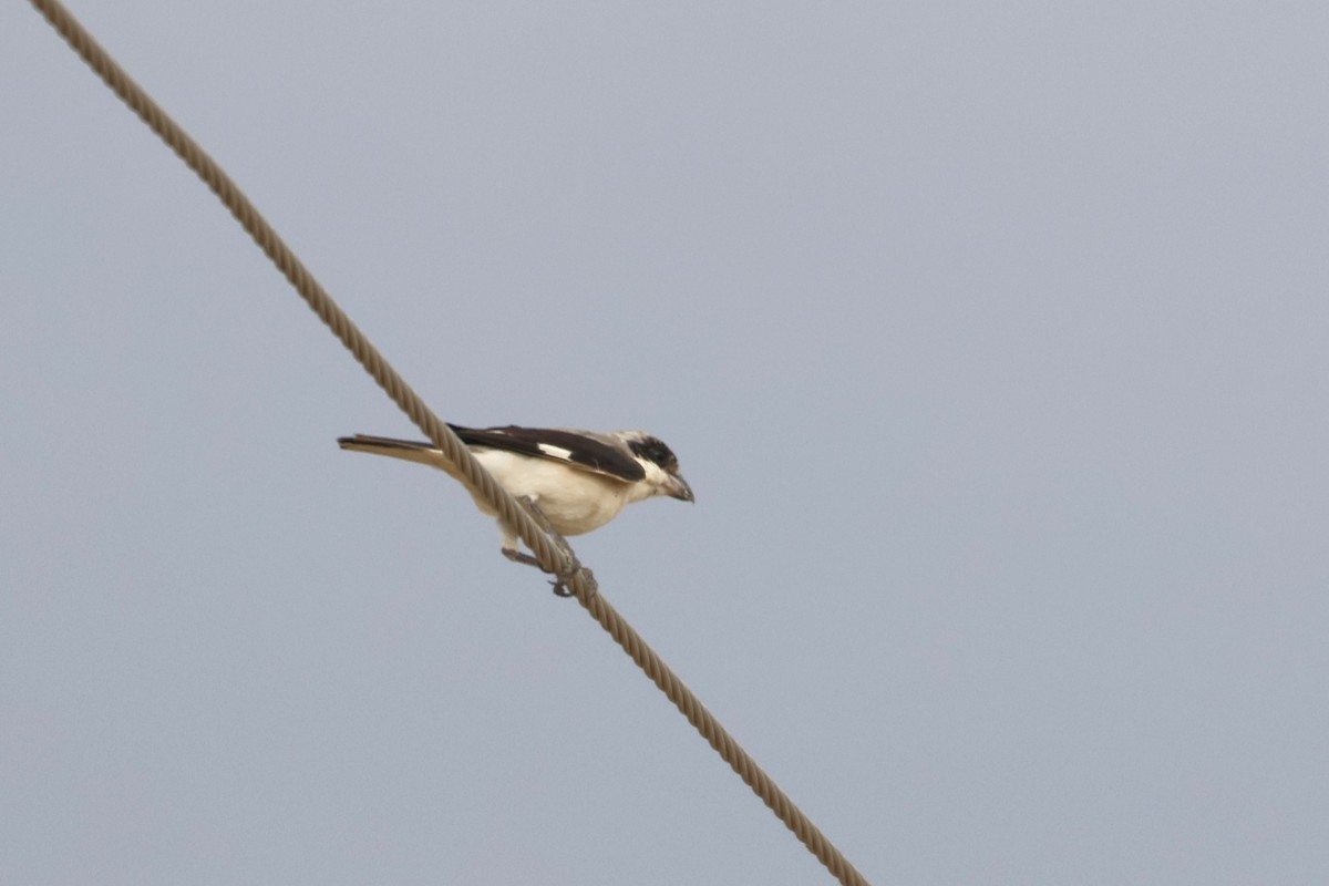 Lesser Gray Shrike - ML641868723