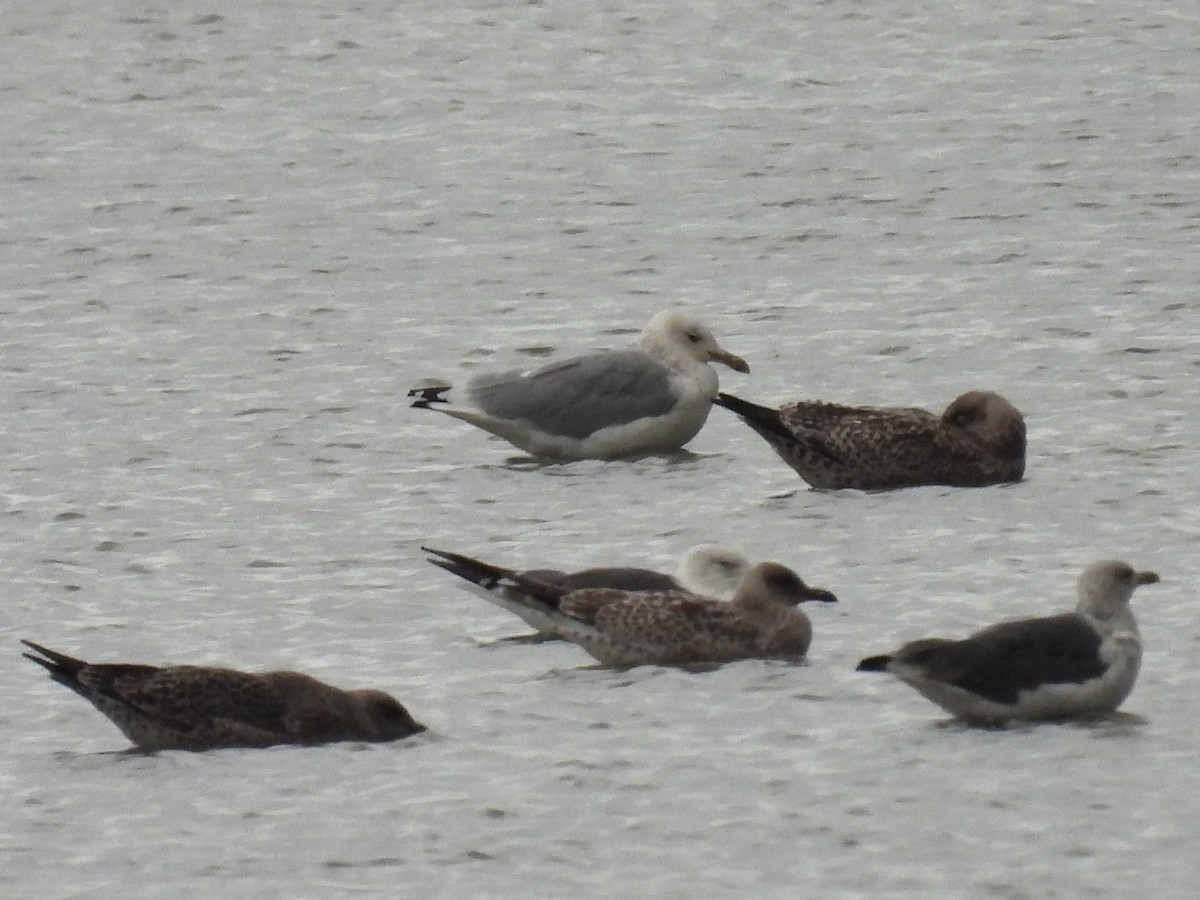 Caspian Gull - ML641868732