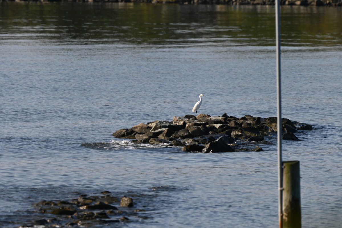 Snowy Egret - ML641868736