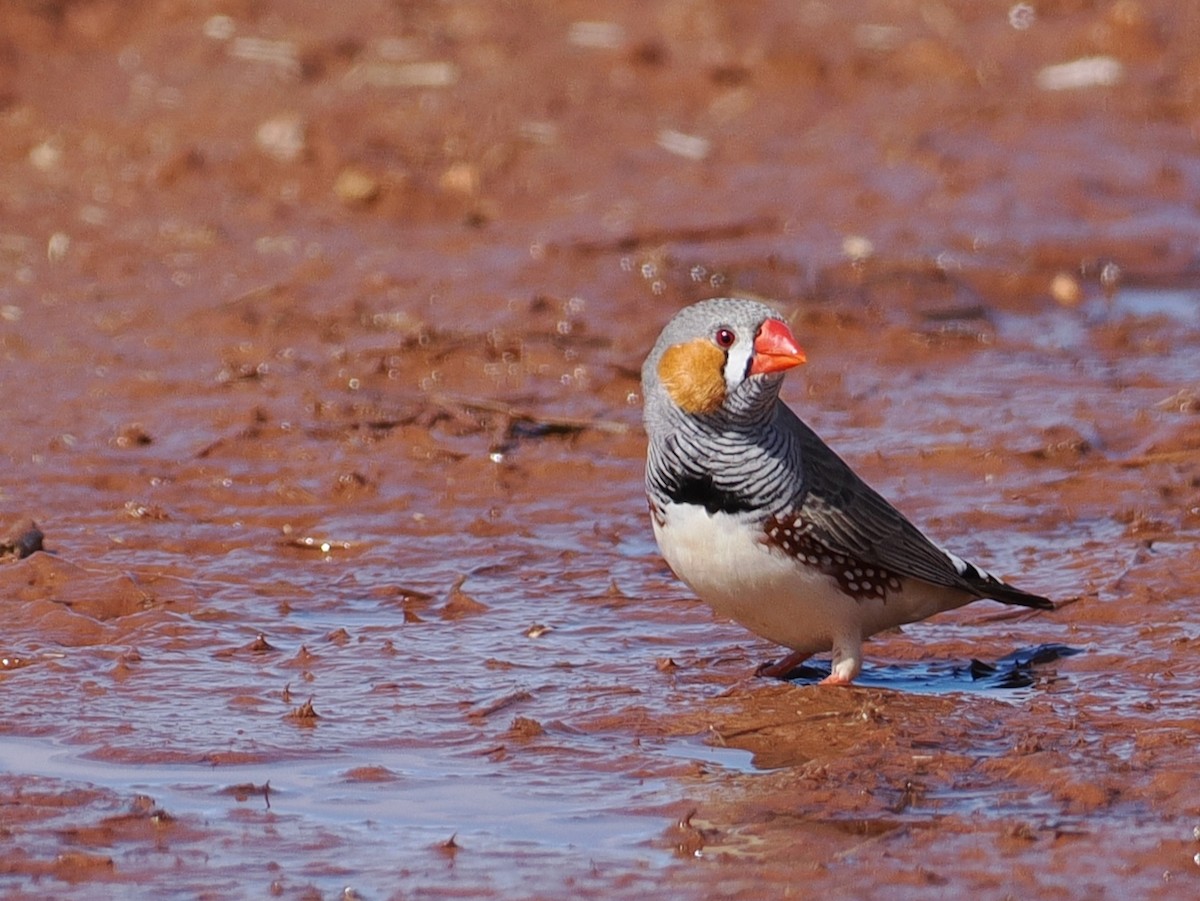 Zebra Finch - ML641868743