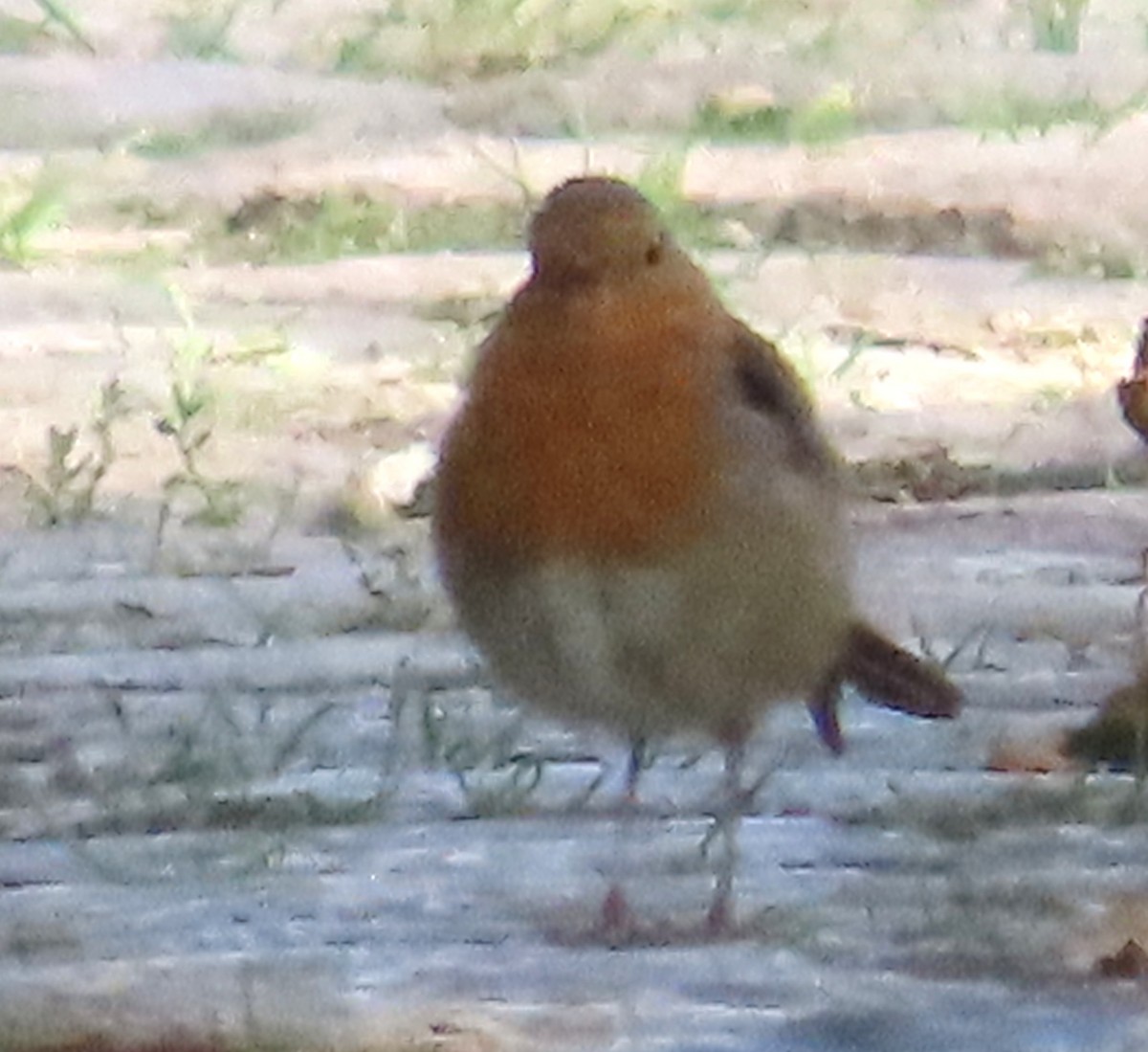 European Robin - ML641868756