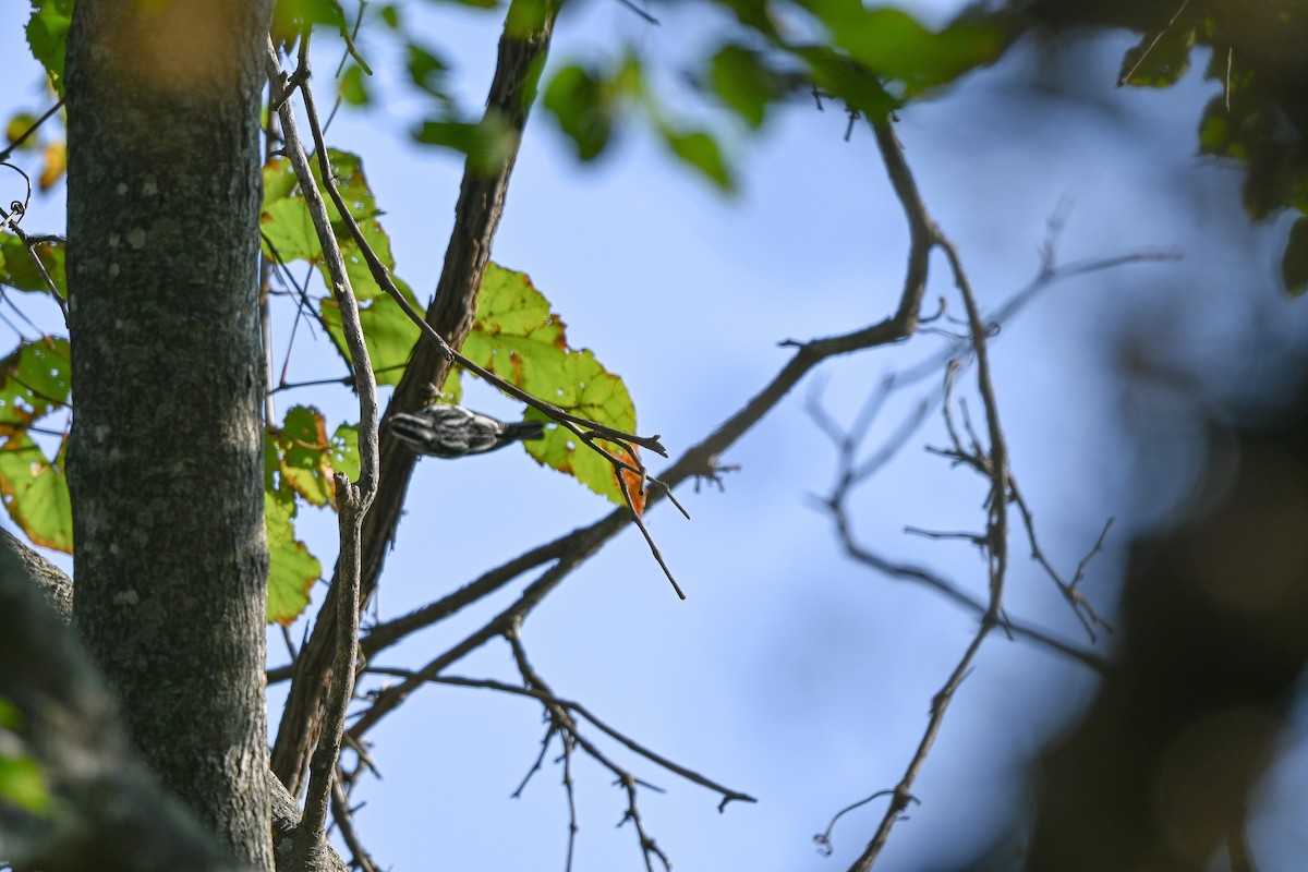 Black-and-white Warbler - ML641868763