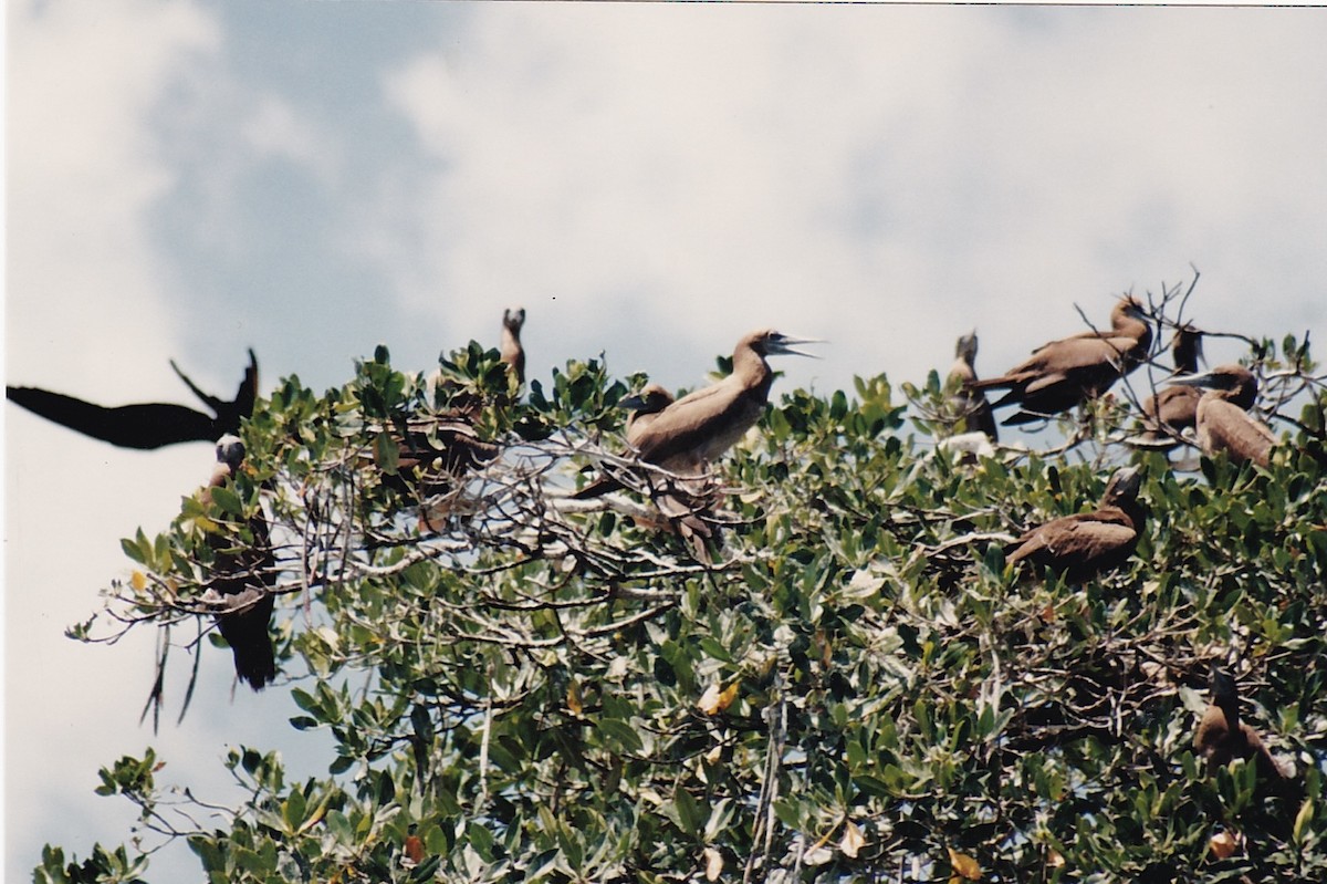 Brown Booby - ML641868784
