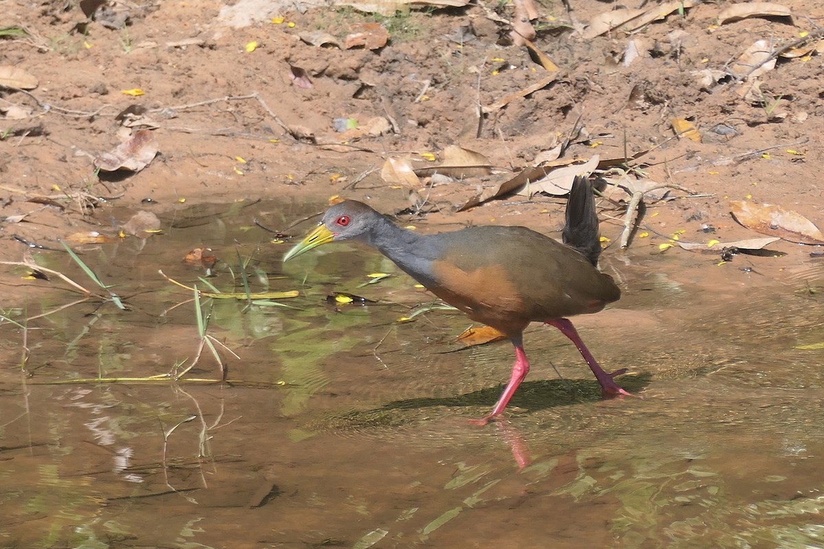 Gray-cowled Wood-Rail - ML641868816