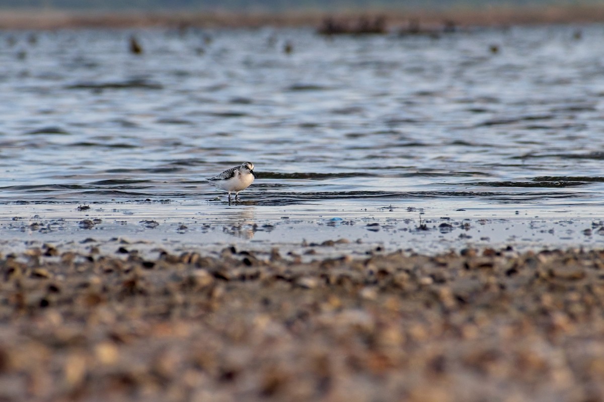Sanderling - ML641868830