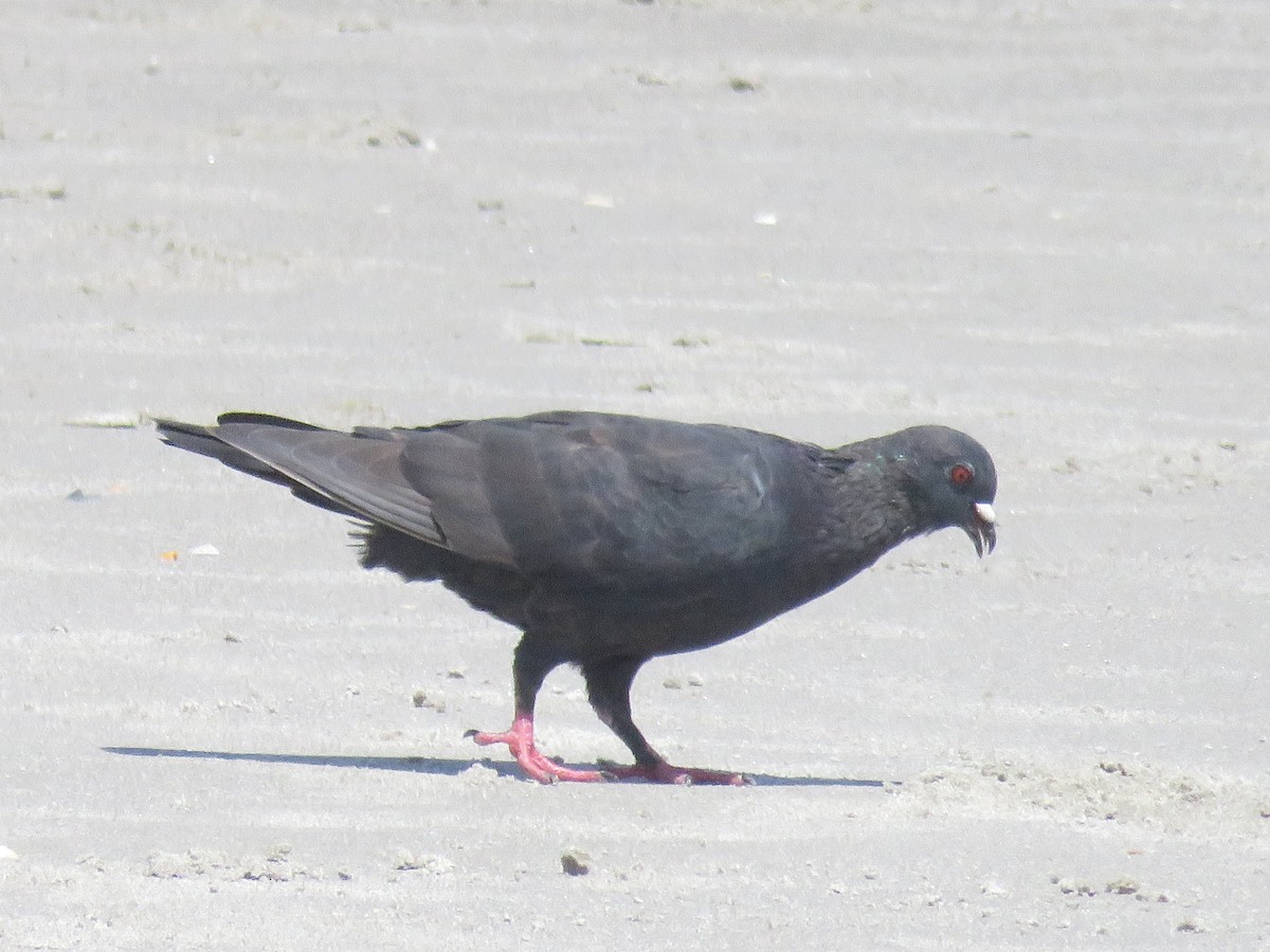 Pigeon biset (forme domestique) - ML641868832