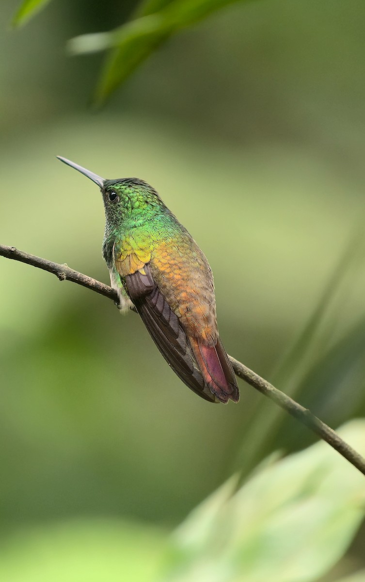 Snowy-bellied Hummingbird - ML641868840