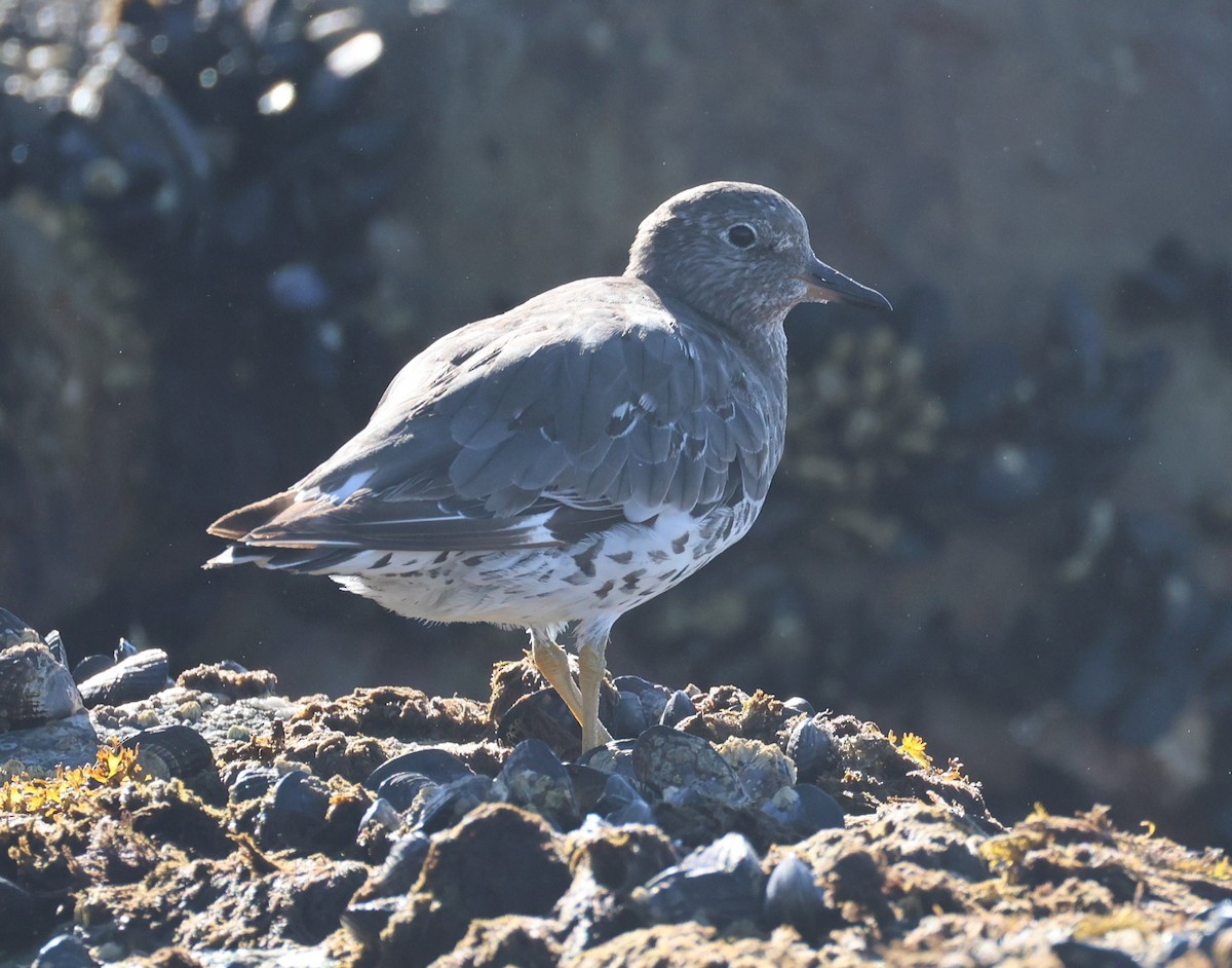 Surfbird - ML641868857