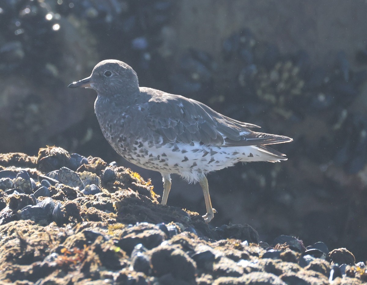 Surfbird - ML641868858