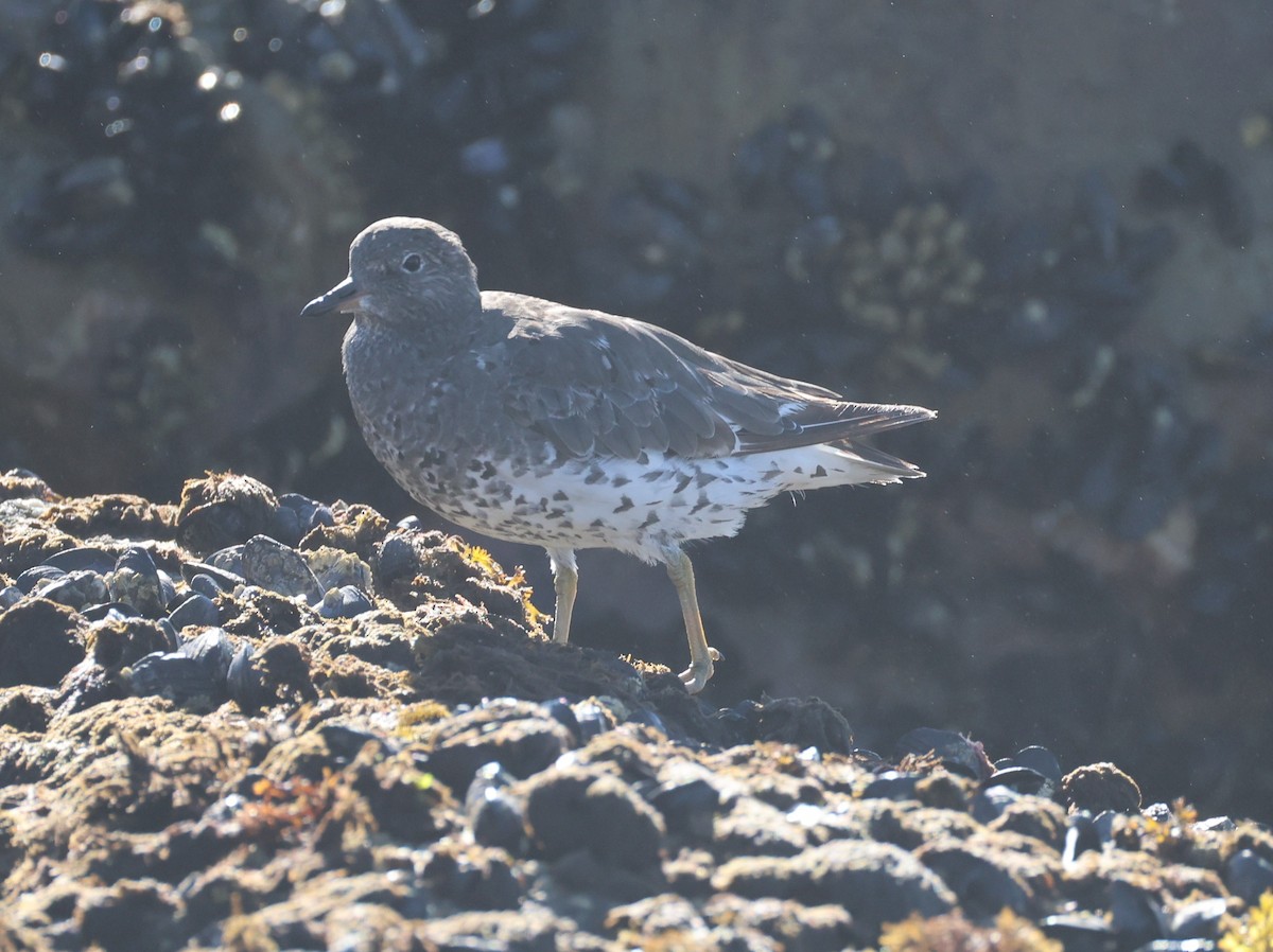 Surfbird - ML641868859
