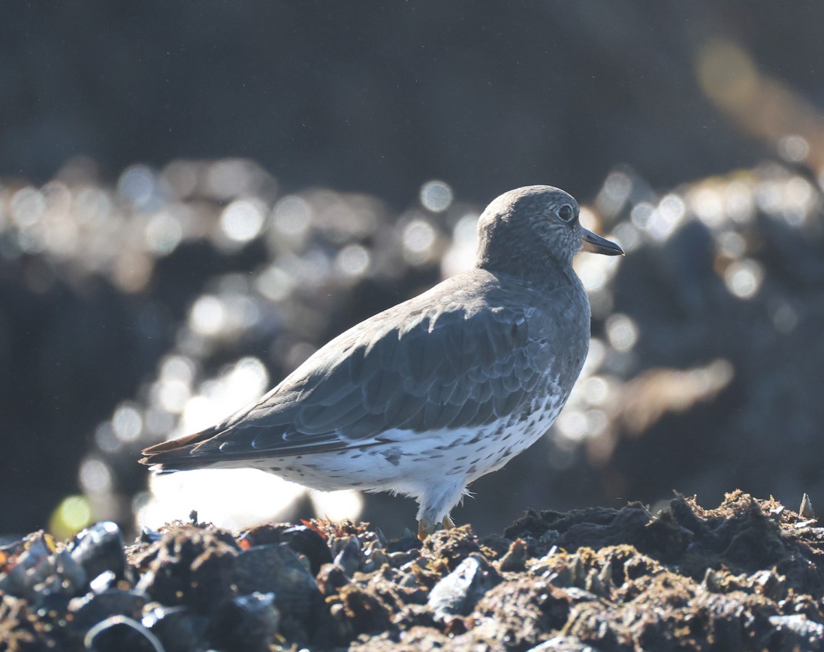 Surfbird - ML641868860