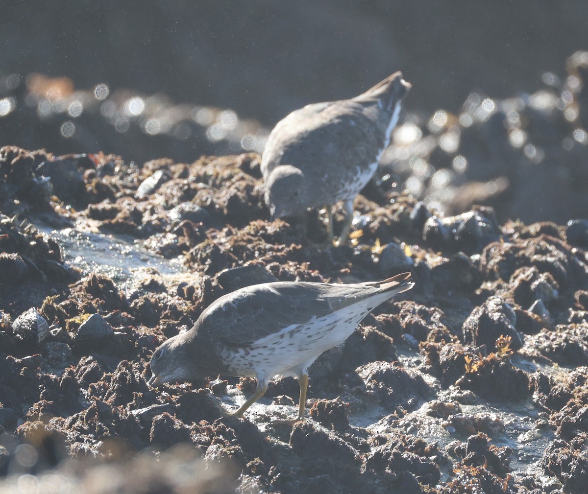 Surfbird - ML641868862