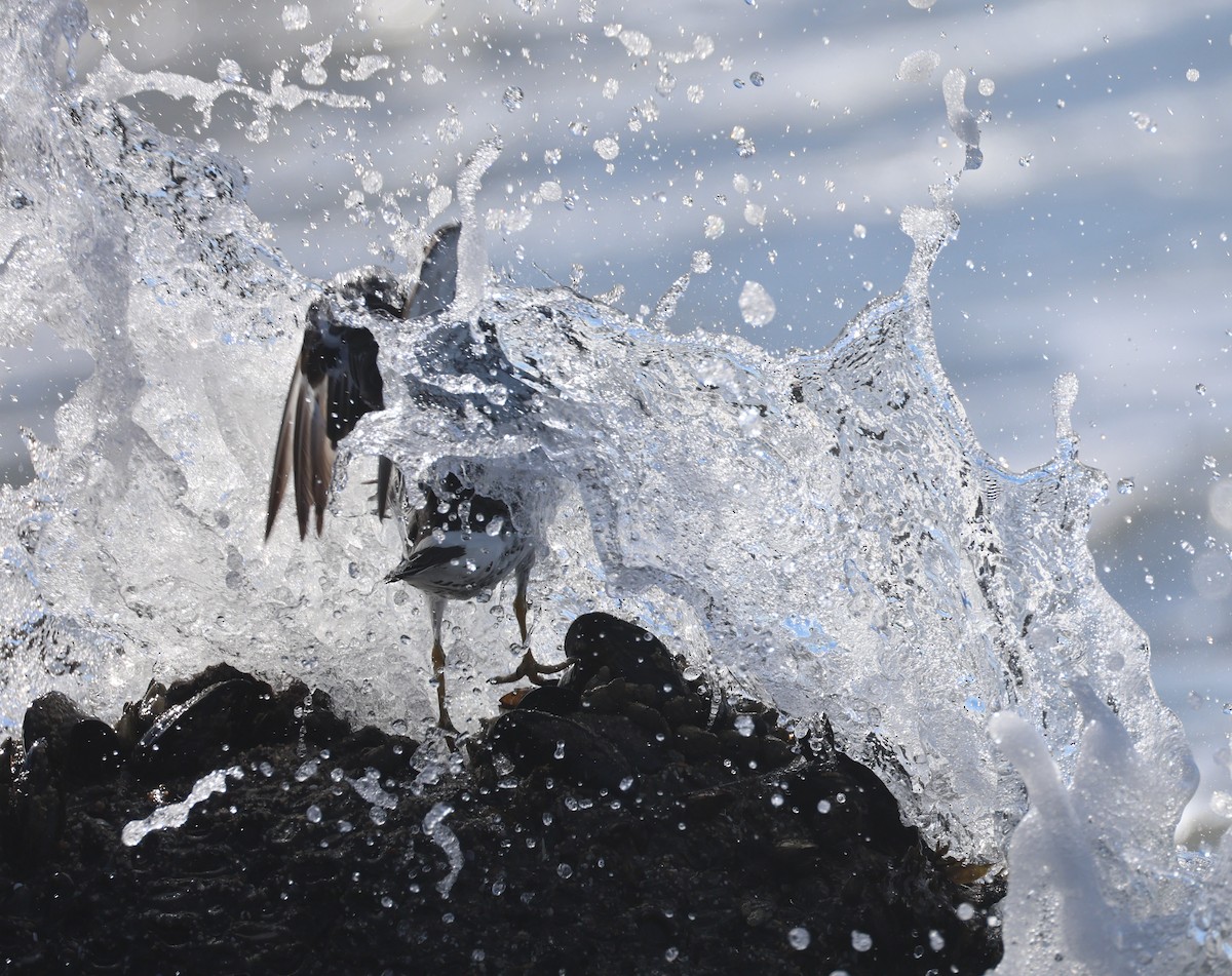 Surfbird - ML641868863