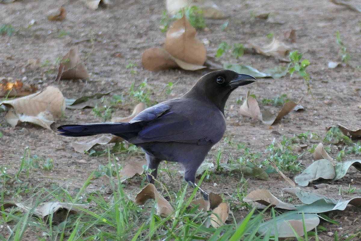 Purplish Jay - ML641868868