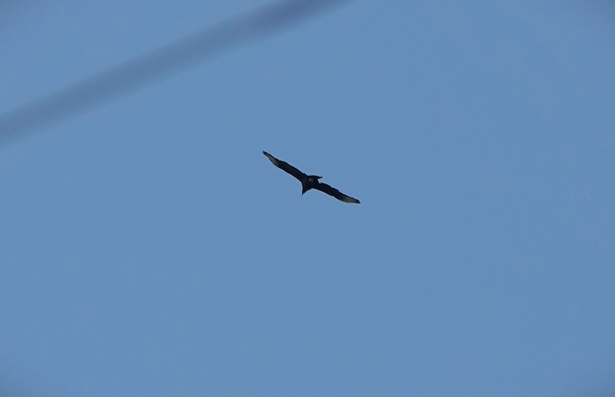 Black Vulture - ML641868893