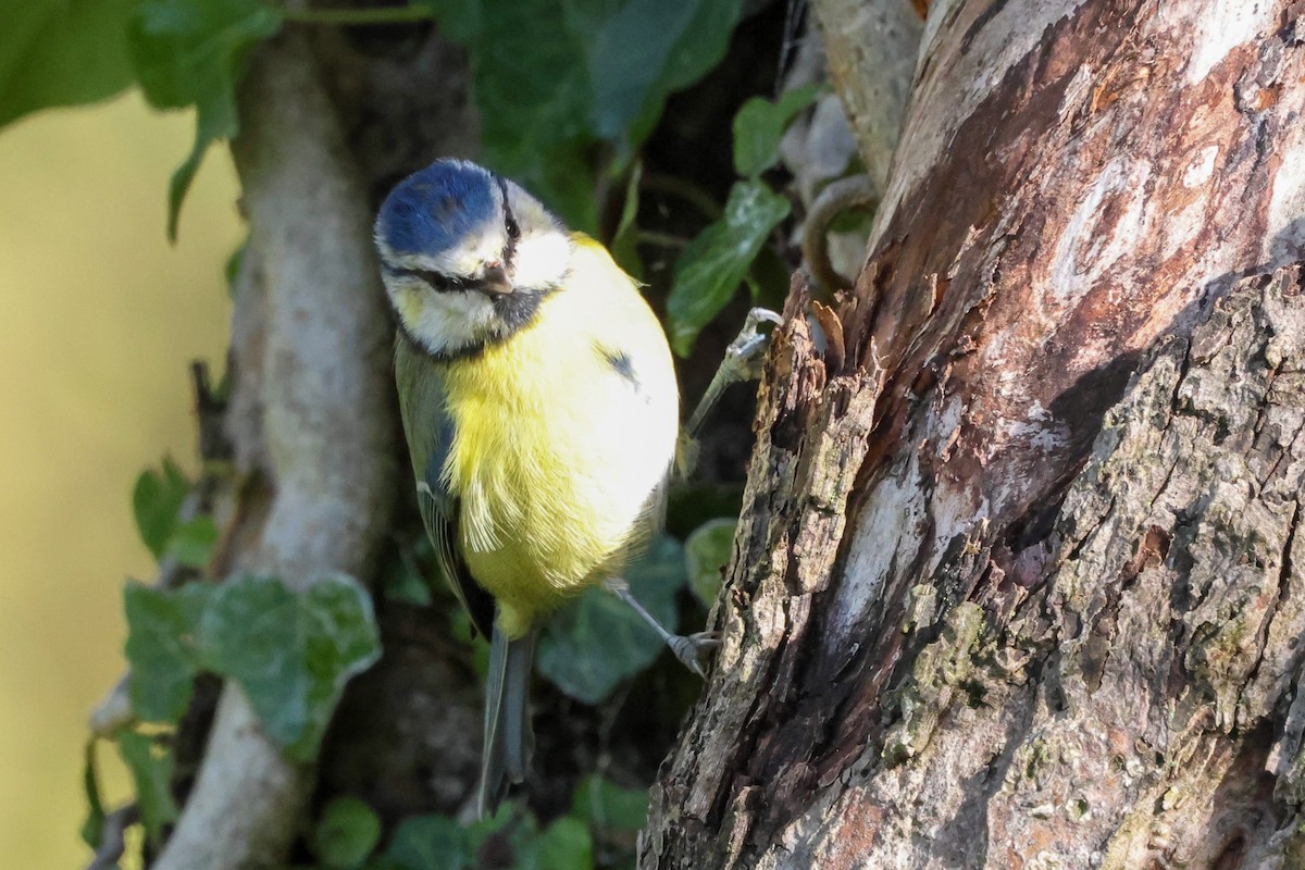 Eurasian Blue Tit - ML641868895