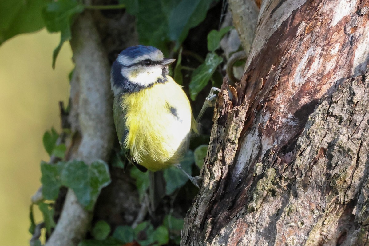 Eurasian Blue Tit - ML641868896