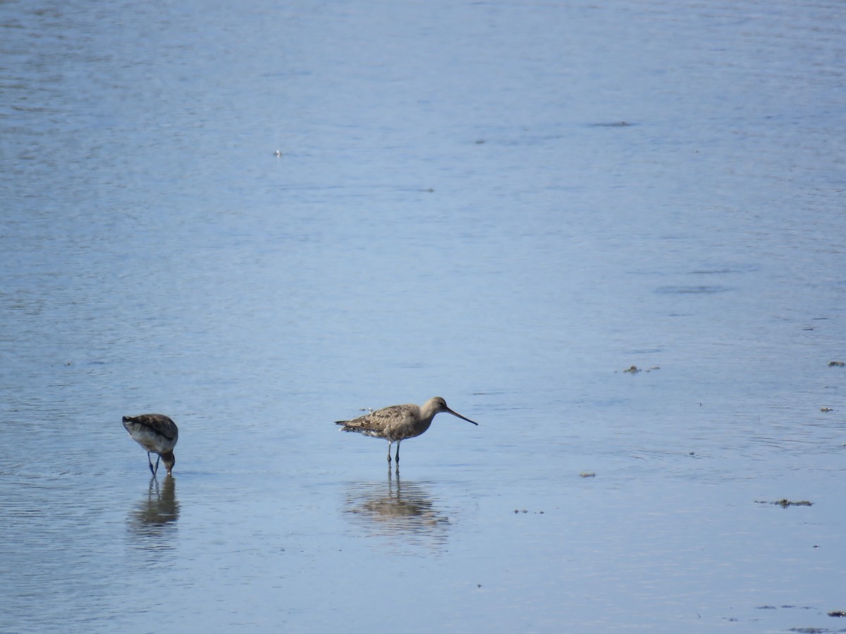 Hudsonian Godwit - ML641868902