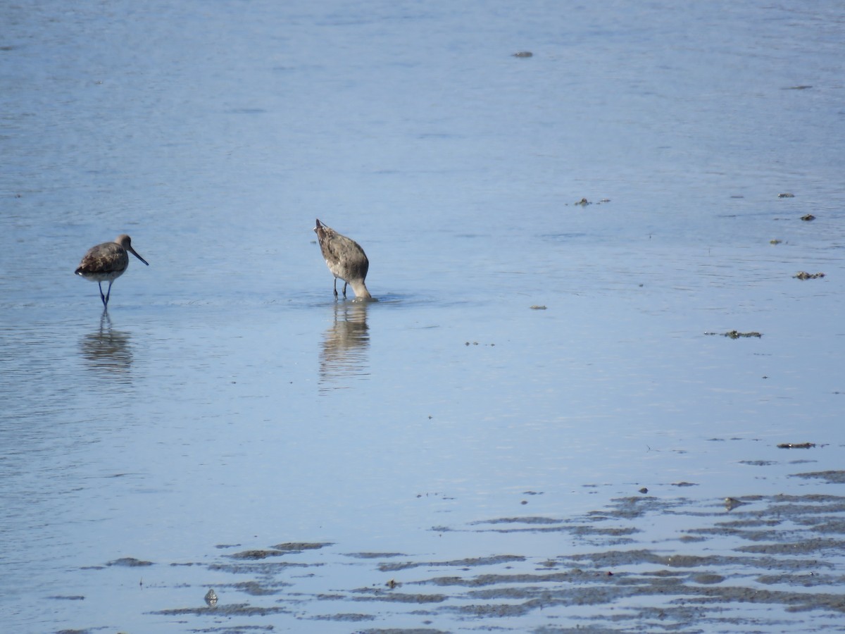 Hudsonian Godwit - ML641868903
