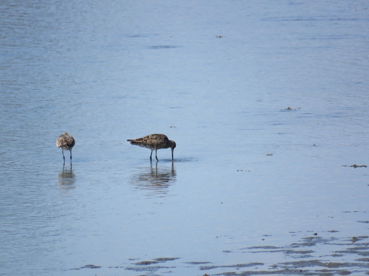 Hudsonian Godwit - ML641868904