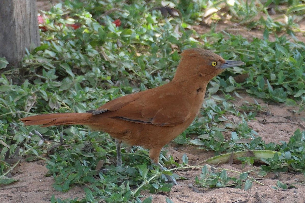 Rufous Cacholote - ML641868907