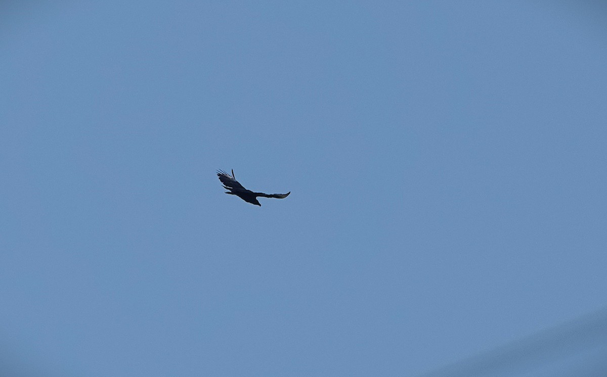 Black Vulture - ML641868919