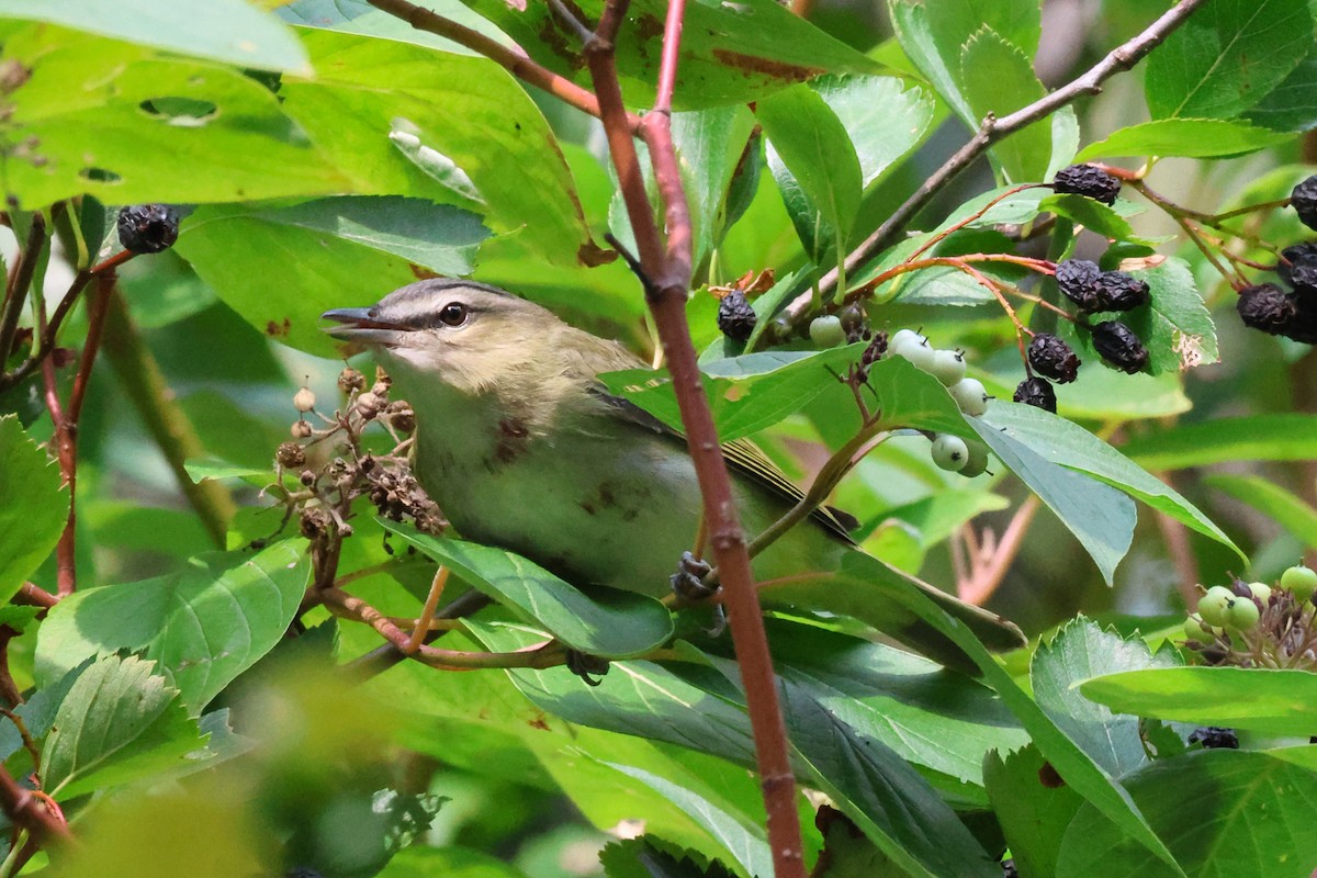 Red-eyed Vireo - ML641868933