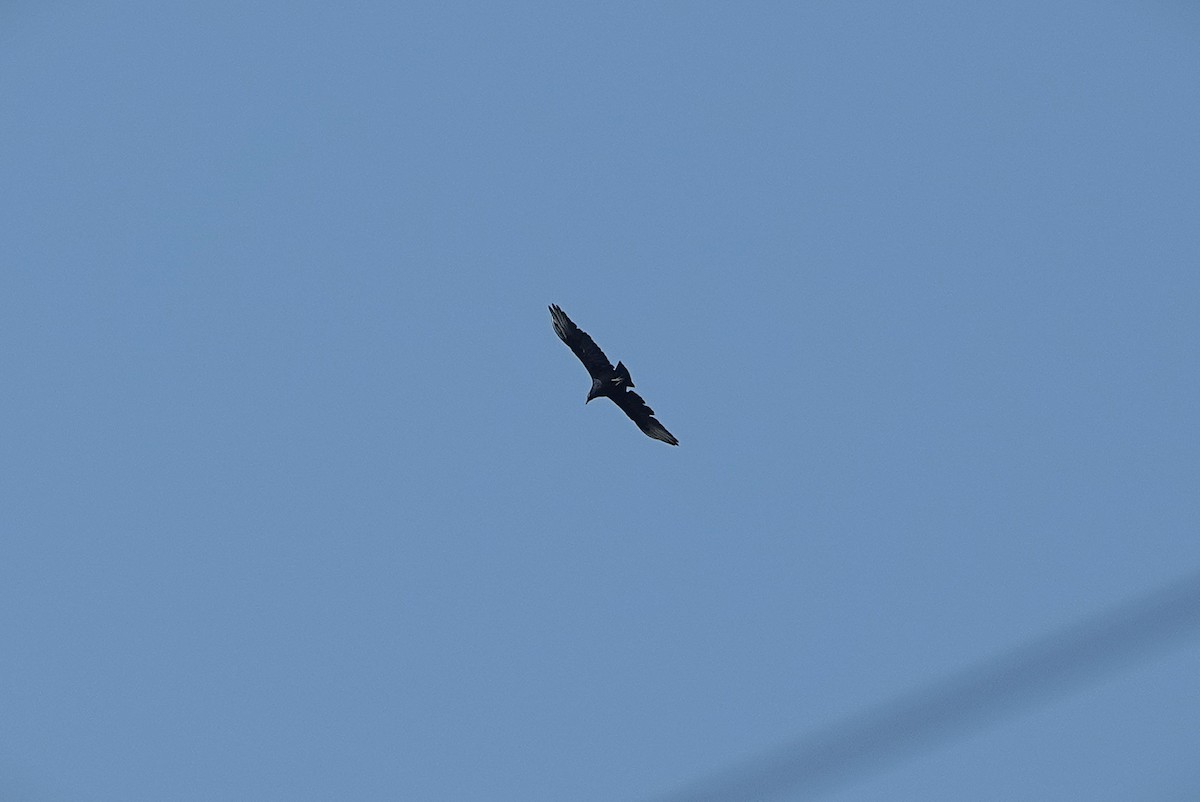 Black Vulture - ML641868934