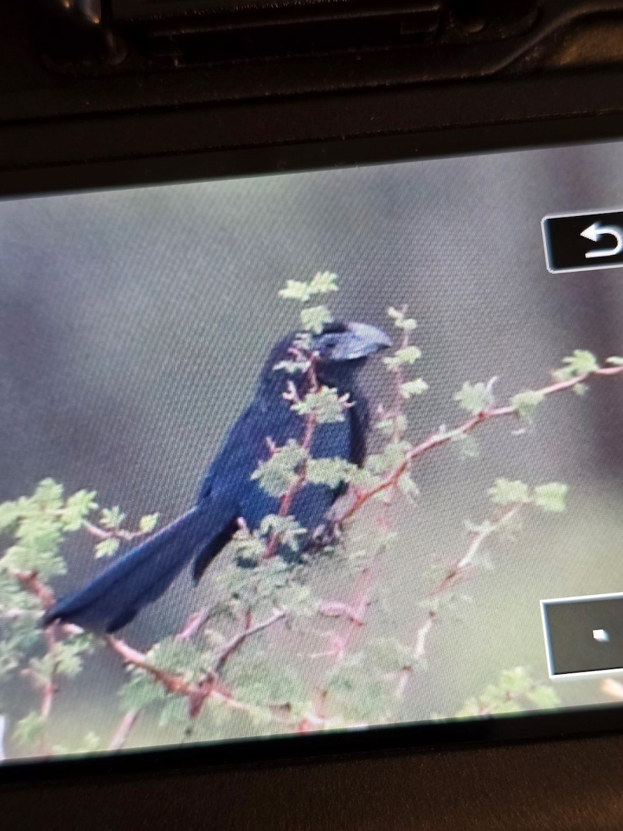 Groove-billed Ani - ML641868943