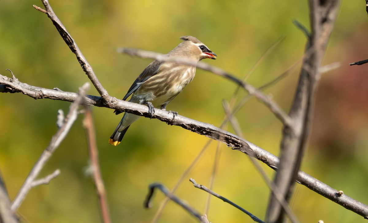 Cedar Waxwing - ML641868946