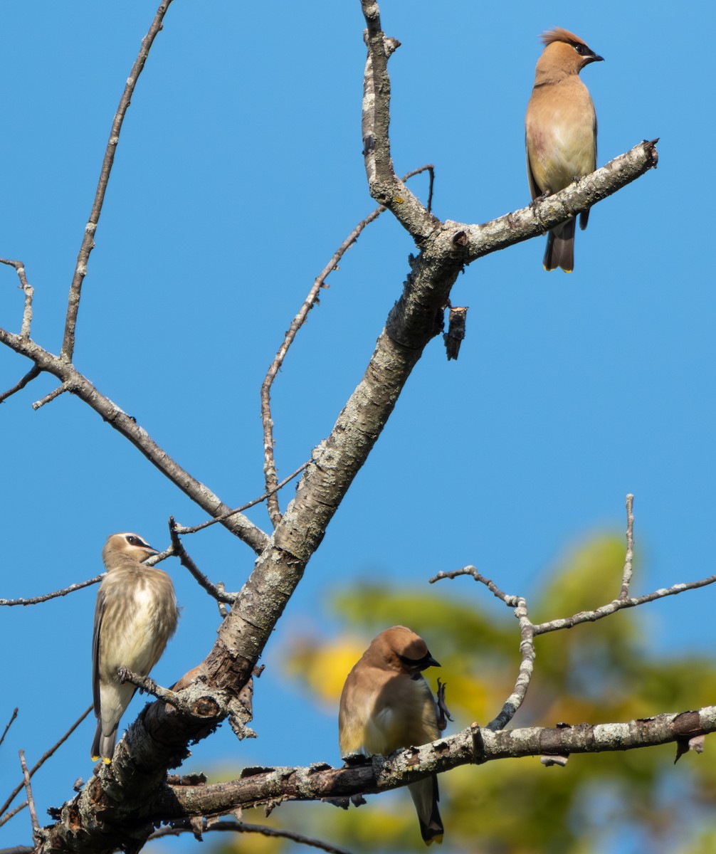 Cedar Waxwing - ML641868947