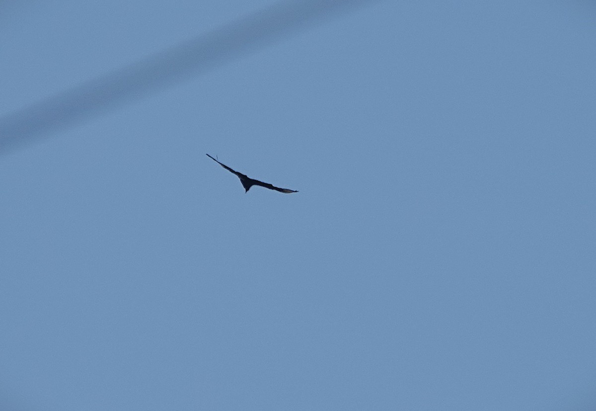 Black Vulture - ML641868949