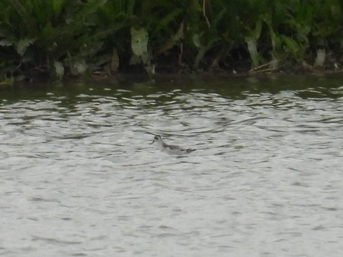 Red-necked Phalarope - ML641869000