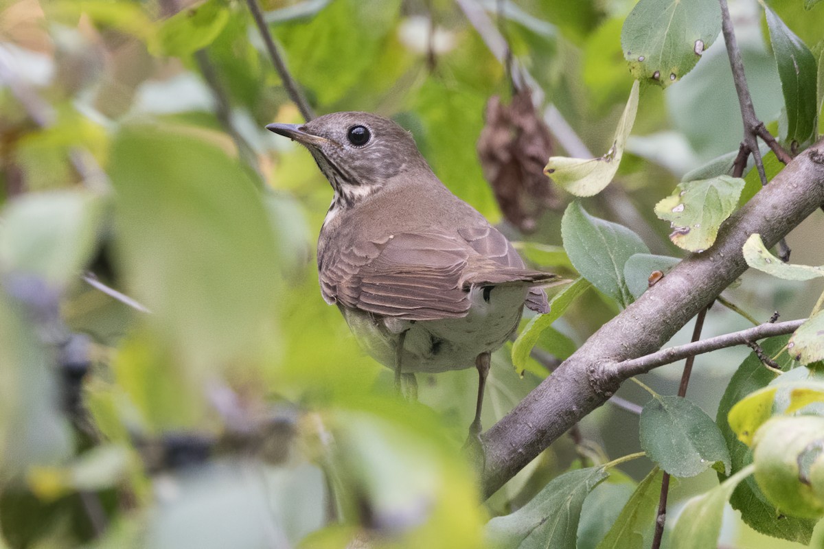 Gray-cheeked Thrush - ML641869009
