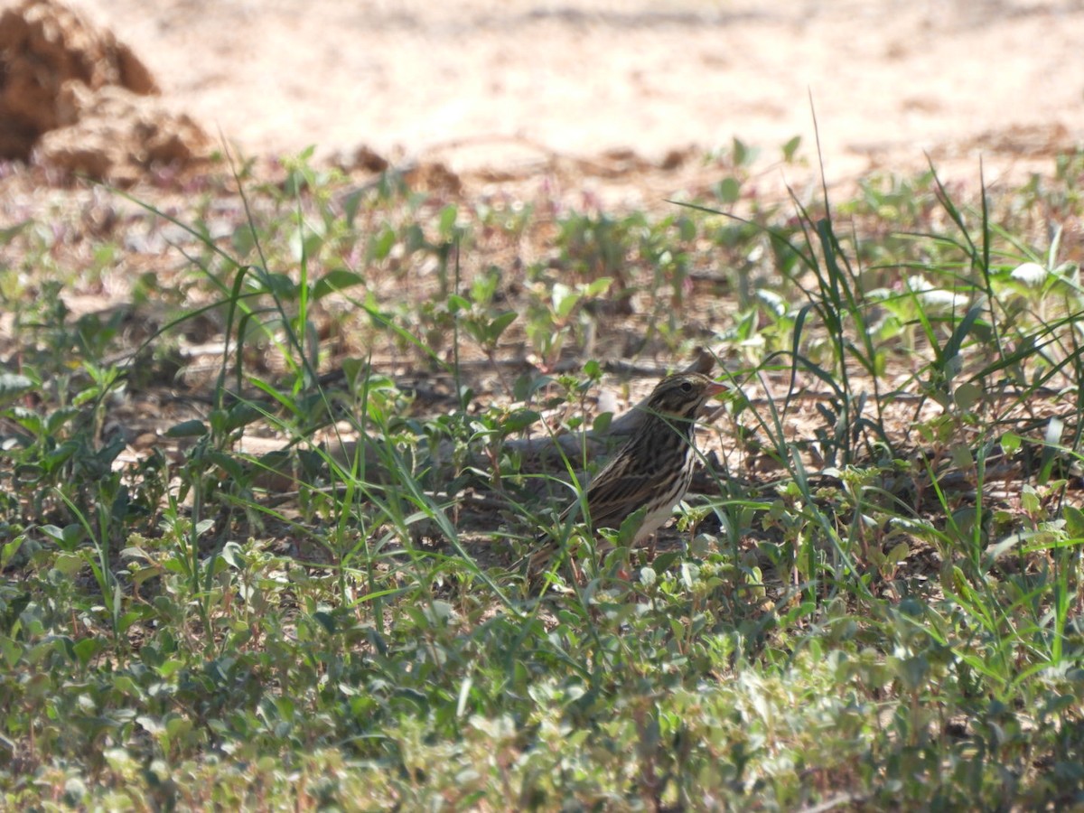 Savannah Sparrow - ML641869018