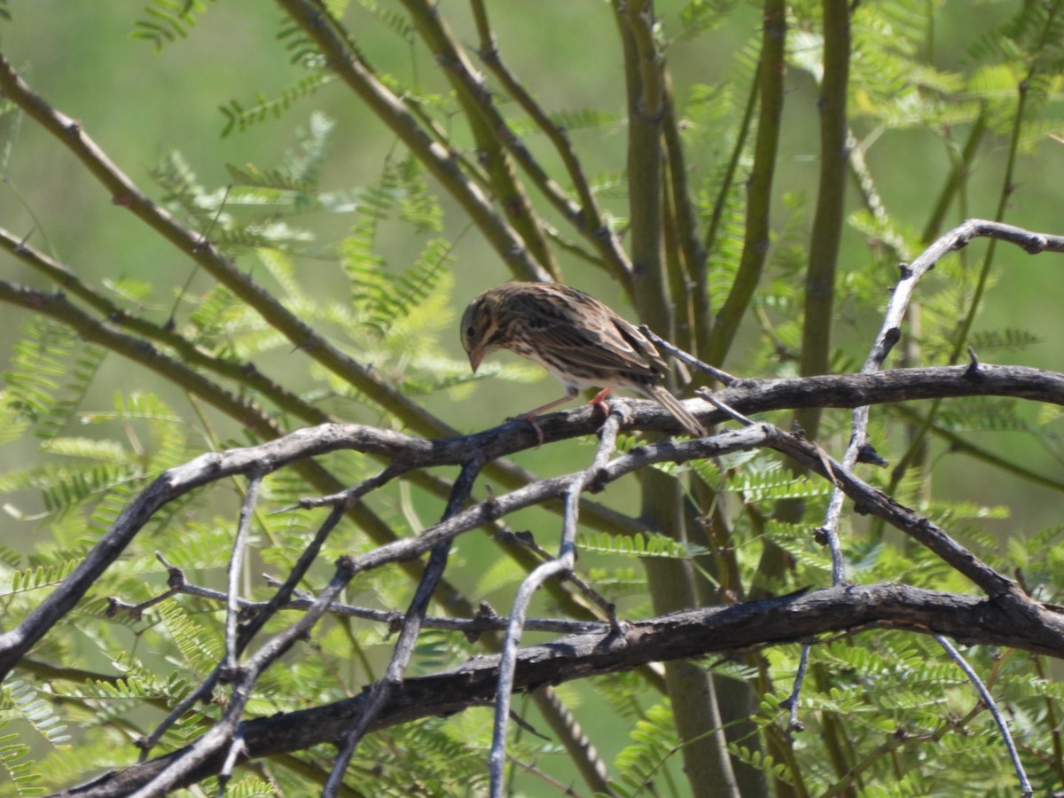 Savannah Sparrow - ML641869020