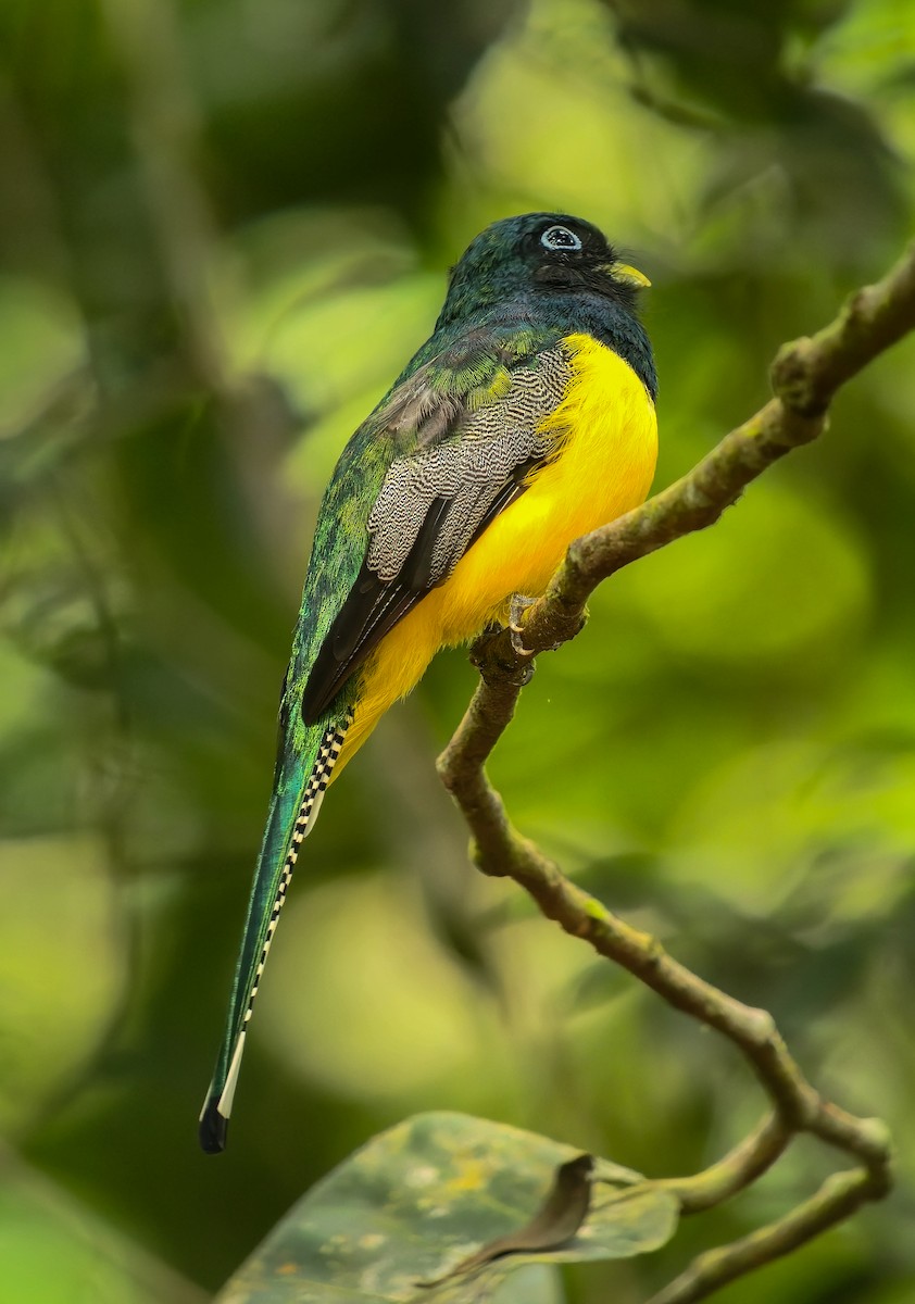 nordedeltrogon - ML641869037