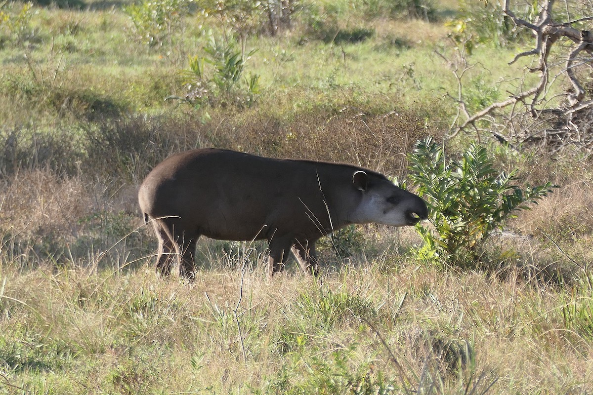 Brazilian Tapir - ML641869038