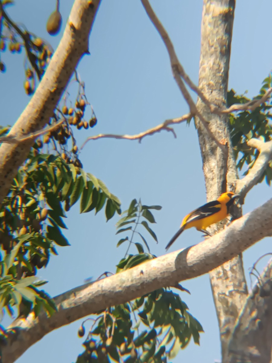 Altamira Oriole - ML641869043