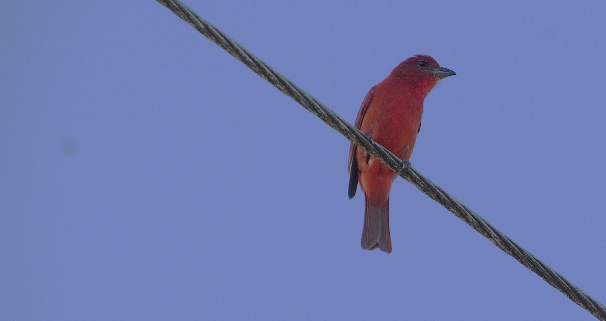Hepatic Tanager - ML641869074