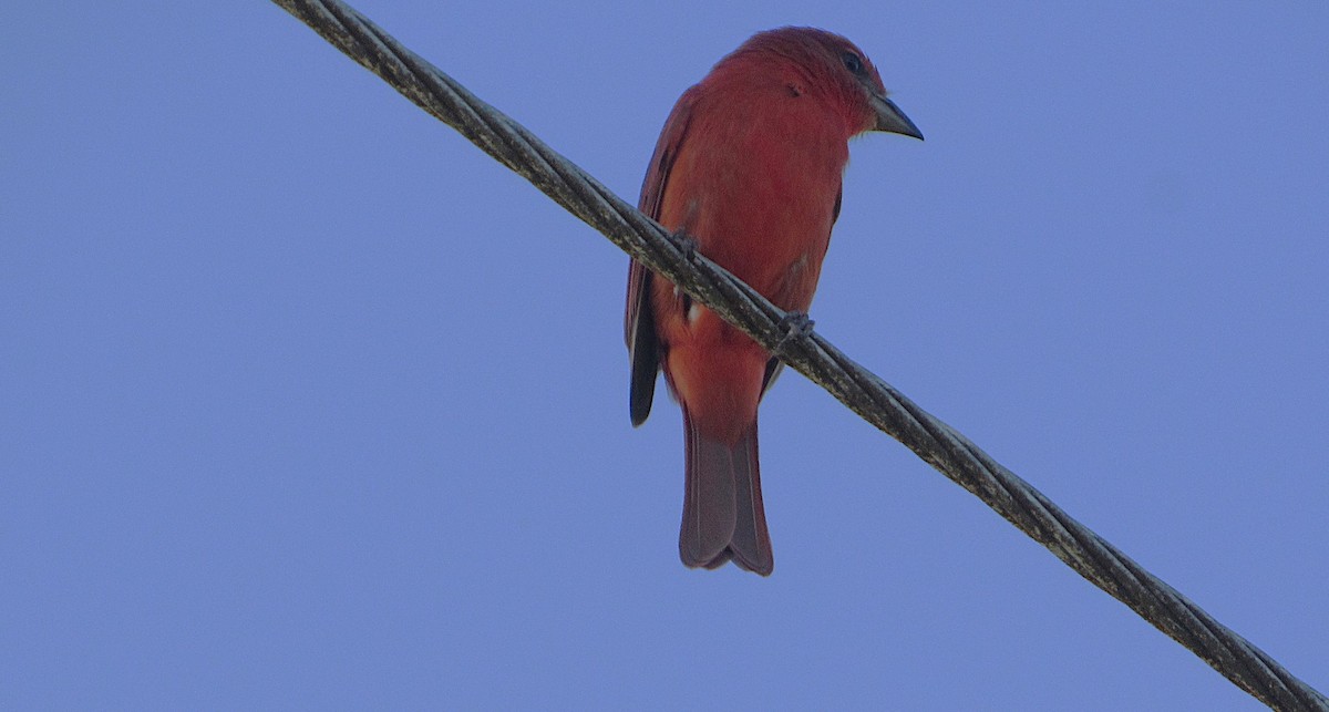 Hepatic Tanager - ML641869075