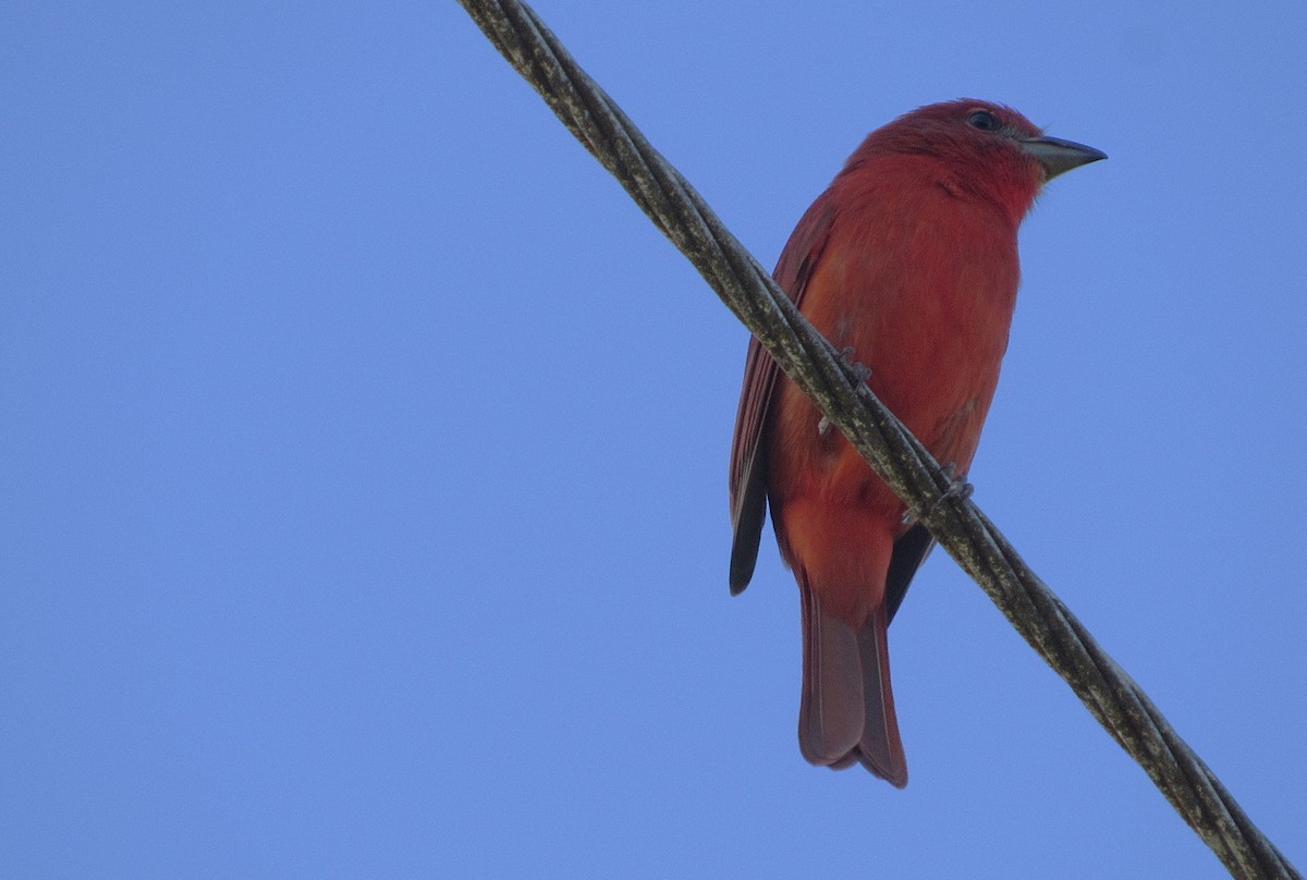 Hepatic Tanager - ML641869076