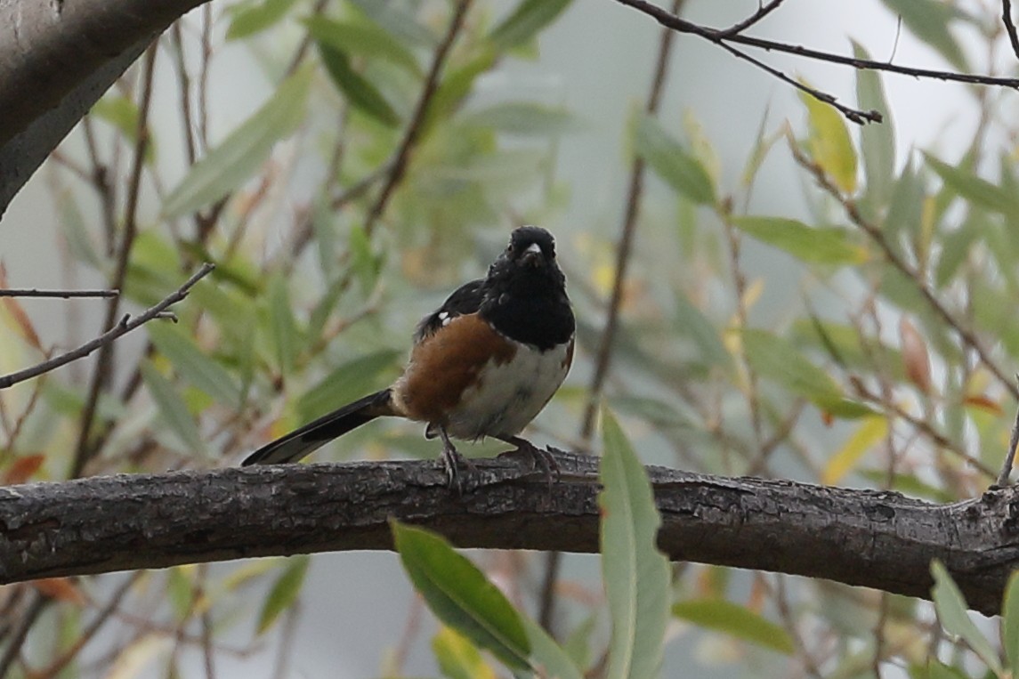 Spotted Towhee - ML641869091