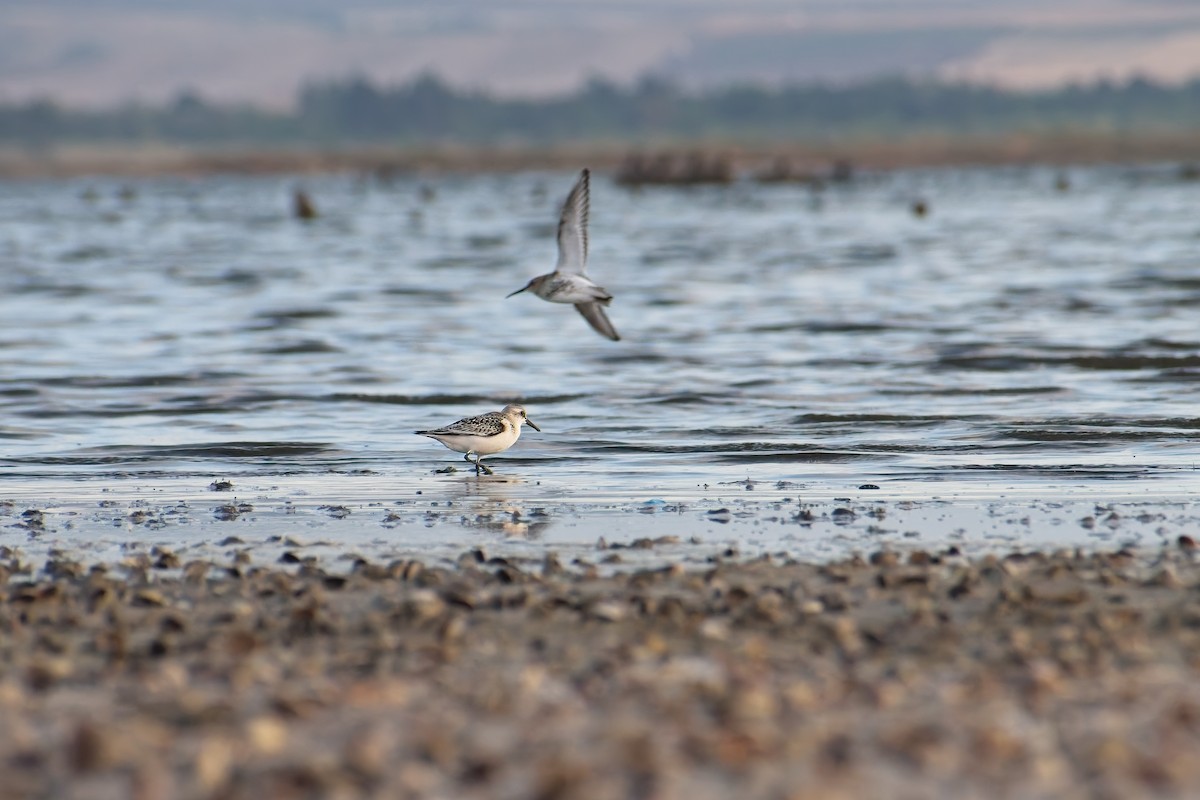 Sanderling - ML641869102
