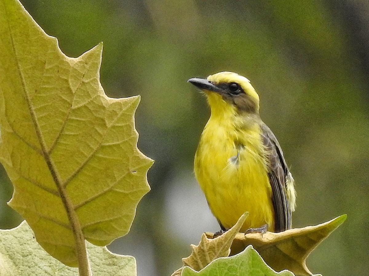 Lemon-browed Flycatcher - ML641869105